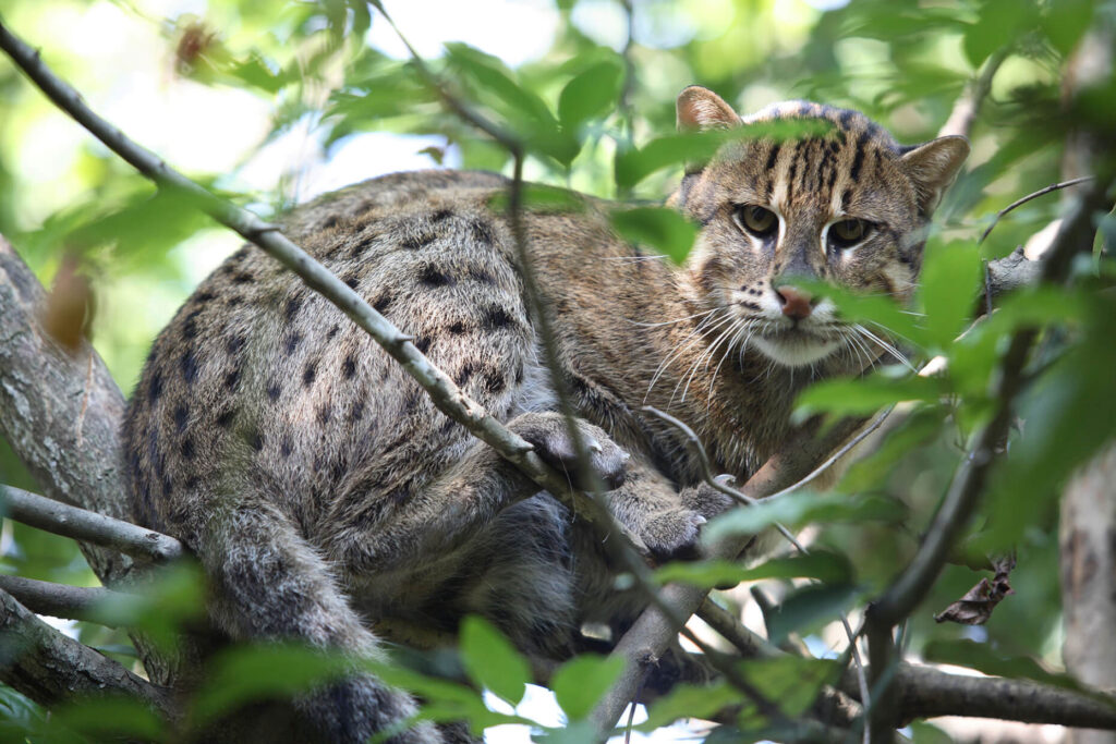 Fishing Cat in a tree