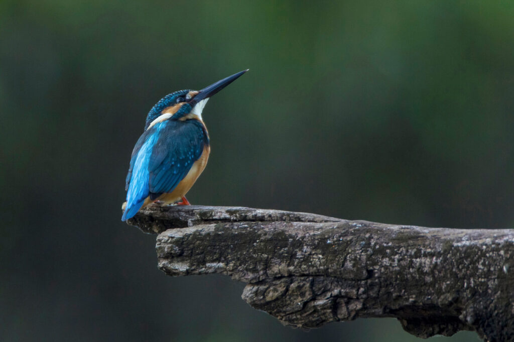 Common Kingfisher