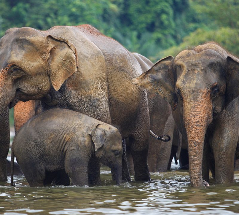 Elephant Conservation