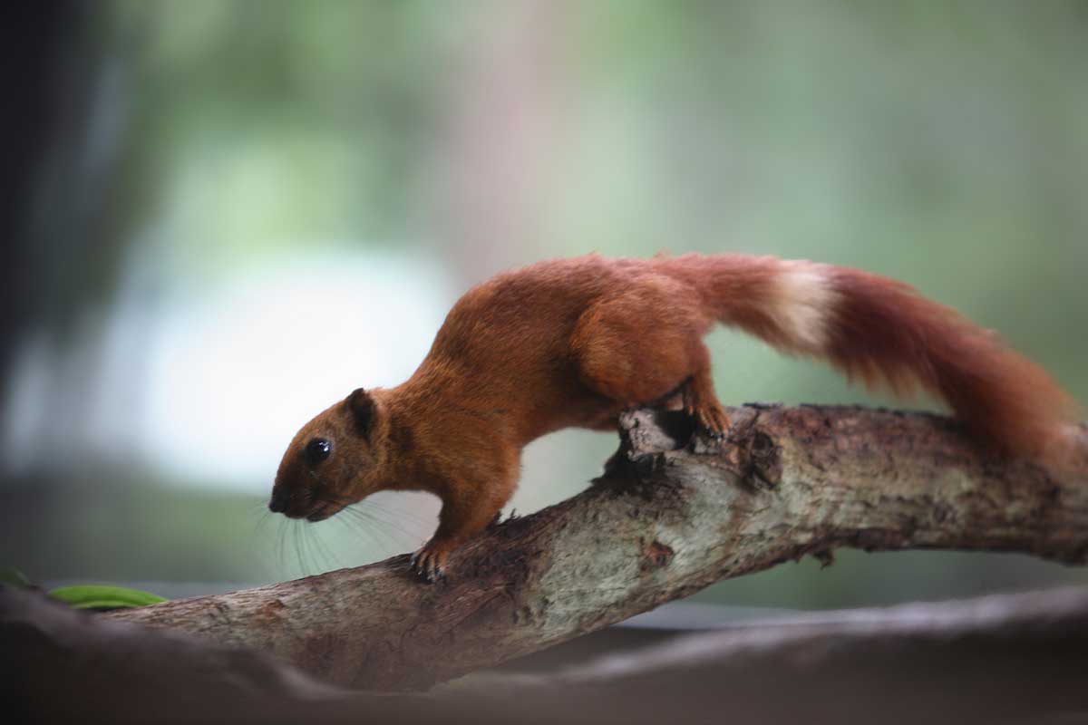 Variable-Squirrel-red