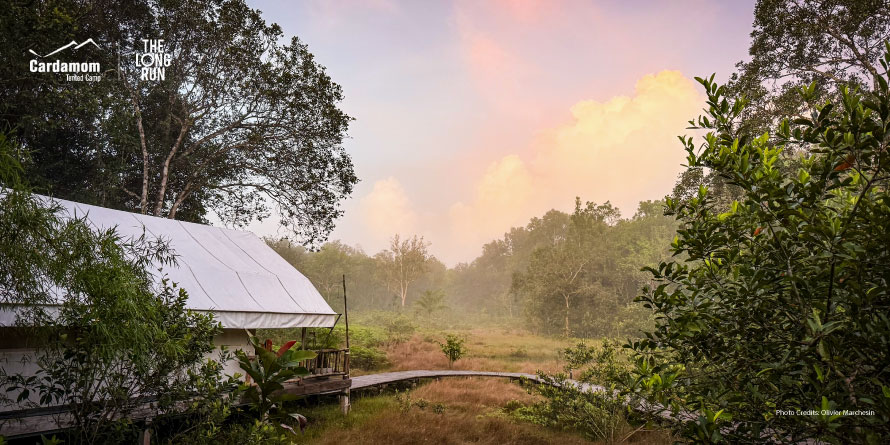 Tent at Cardamom Camp on a wooden boardwalk, surrounded by misty tropical forest at dawn.